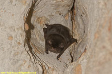 brown bat